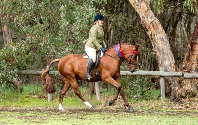 Sunny at the Diamond Hacking and Dressage series