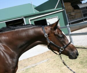 Lovely Show Type Mare thumbnail