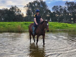 Lovely Big Gelding Peter thumbnail