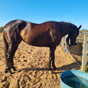 Mini Coat | Beautiful Broodmare/Companion For Sale thumbnail