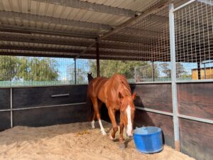 Ribbing | Beautiful Lovely Big Chestnut Looking for Home thumbnail