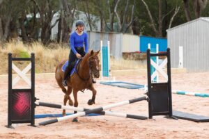 SOLD | Spanish Steps | Pretty Chestnut Mare Looking for Home thumbnail