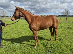 My Petra | Gorgeous Filly with Lovely Temperament thumbnail