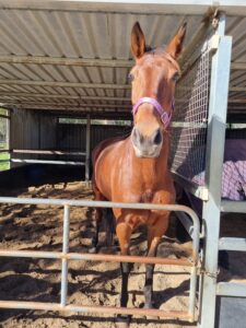 Rosa De Oro | Standardbred Mare Looking for Home thumbnail