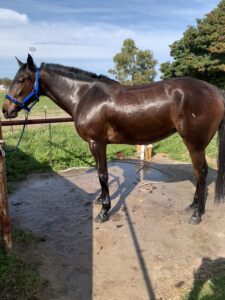 Queen of Stars | Young Standardbred Endurance Prospect thumbnail