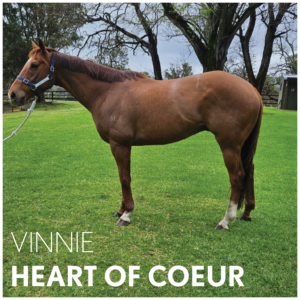 Heart Of Coeur | OTTWA Retraining & Rehoming Program – Ready For New Home. thumbnail