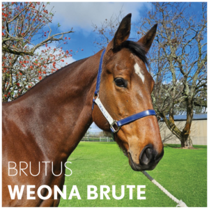 Weona Brute | OTTWA Retraining Program thumbnail