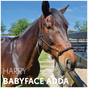 Babyface Adda | OTTWA Retraining & Rehoming Program – Ready For New Home. thumbnail