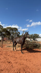 Duke Iam | Young Gelding Ready to Start his Career thumbnail