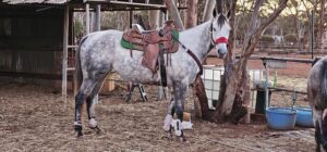 Oh Sophia | Flashy Grey Mare Looking for Home thumbnail