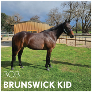 Brunswick Kid | OTTWA Retraining & Rehoming Program – Ready For New Home. thumbnail