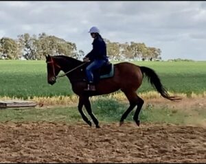 Slam | Oratorio Gelding Looking for Home thumbnail