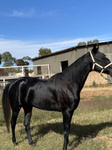 Molimo | Stunning SHow Type Standardbred Looking for Home thumbnail