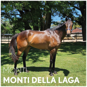 Monti Della Laga | OTTWA Retraining & Rehoming Program – Ready For New Home. thumbnail