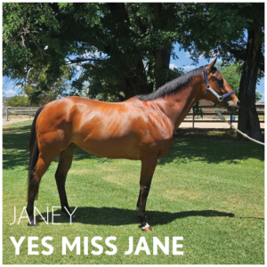 Yes Miss Jane | OTTWA Retraining & Rehoming Program – Ready For New Home. thumbnail