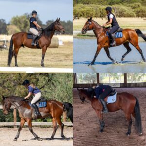 Batavia Shuffle | Endurance Standardbred Prospect thumbnail