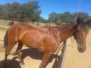 GRINNY VINNIE | Standardbred Gelding Free To Good Home thumbnail