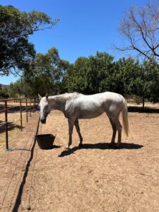 Grey Fox | Lovely Older Mare Looking For Home thumbnail