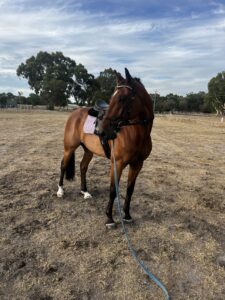 Jimmy Recard | Standardbred Show Horse Prospect thumbnail