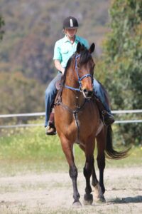 Revel | Tall Gelding Looking For Home thumbnail