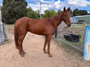 Machplay | Young Gelding Ready for New Home thumbnail