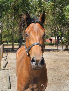 Got The Peas | Lovely Young Mare Looking for Home thumbnail
