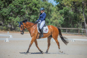 Jaguar Jack | Lovely Dressage Mount thumbnail