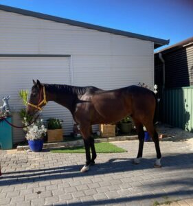 First Missile | Gelding Looking for New OTT Home thumbnail