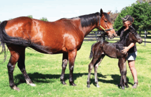 Katusha | Lovely Broodmare Looking for Home thumbnail