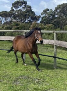 Sasse De Blishk | Mare Looking for New Home thumbnail
