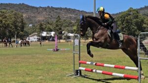 Mightiness | Dressage and Jumping Mount thumbnail