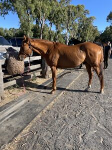 Unnamed in Studbook – BHF | Young Chestnut Looking for Home thumbnail