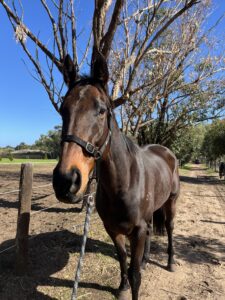 Alaskan God | Companion Horse Looking For Home thumbnail