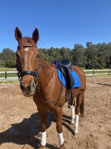It’s a Fireball | Companion Horse Looking for Home thumbnail