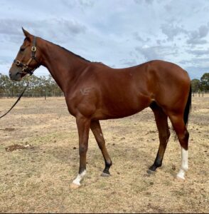 Outside The Flags | Lovely Gelding Looking for OTT Home thumbnail