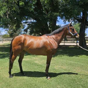 Yes Miss Jane | OTTWA Retraining & Rehoming Program – Ready For New Home. thumbnail