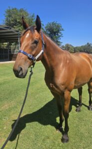 Madrid Centro | OTTWA Retraining & Rehoming Program – Ready For New Home. thumbnail