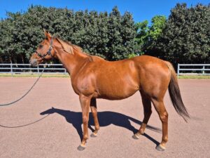 Pagani | Project, Broodmare or Companion thumbnail