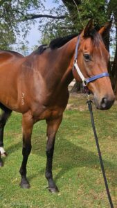 Return to Oz | OTTWA Retraining & Rehoming Program – Ready For New Home. thumbnail