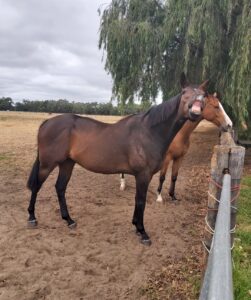 Il Treno | Young Horse Free to Home thumbnail