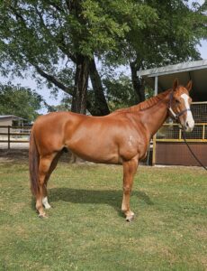 Universal Boss | OTTWA Retraining & Rehoming Program – Ready For New Home. thumbnail
