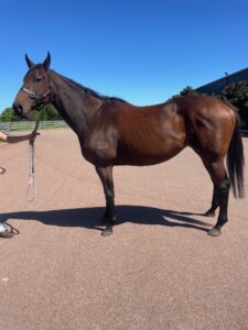 Amarillo Rose | Project, Broodmare or Companion Home thumbnail