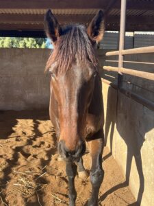 Skittish | Lovely Big Horse Looking For Home thumbnail