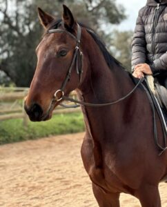 WILLIAM GEES LEGACY NZ | OTTWA Retraining & Rehoming Program – Ready For New Home. thumbnail