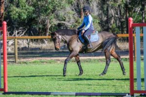 Eugenio (NZ) | Lovely Big Horse thumbnail