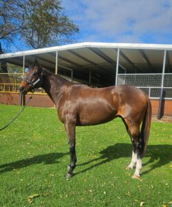 Monetary Gains | OTTWA Retraining & Rehoming Program – Ready For New Home. thumbnail