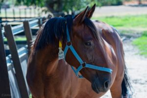 Alex Pollizzi NZ | Sweet Standardbred Broodmare Available thumbnail