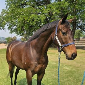 Kutayah | OTTWA Retraining & Rehoming Program – Ready For New Home. thumbnail