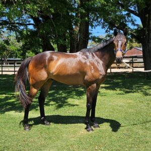 Monti Della Laga | OTTWA Retraining & Rehoming Program – Ready for New Home thumbnail