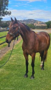 Classy Colby | OTTWA Retraining & Rehoming Program – Ready For New Home. thumbnail